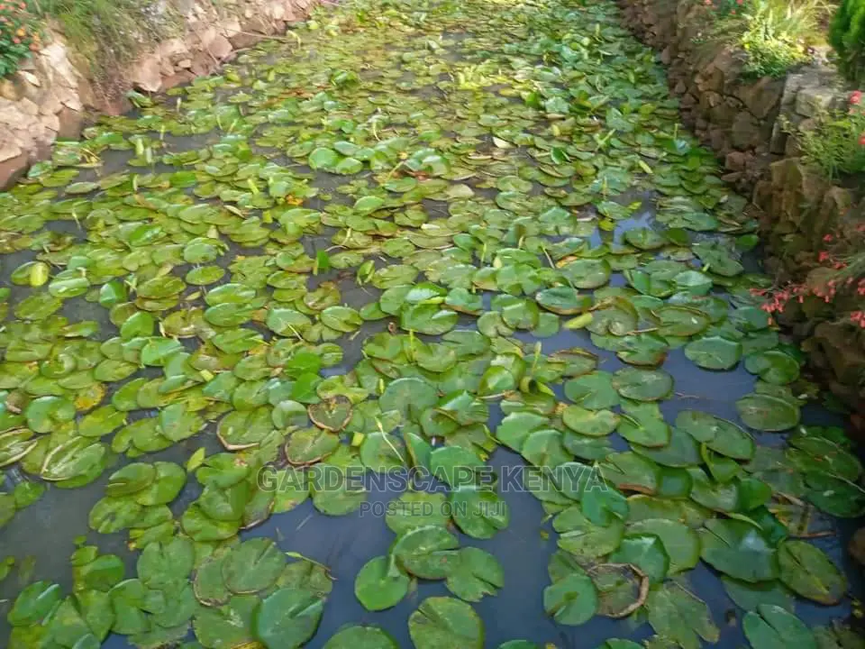 Water Plants