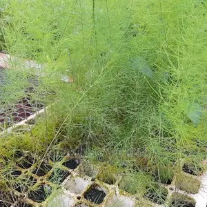 Asparagus Plants