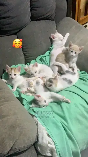 1-3 Months Female Mixed Breed American Shorthair