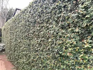Wall Creeper Seedlings For Sale