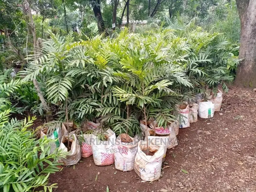 Thika Palm Trees