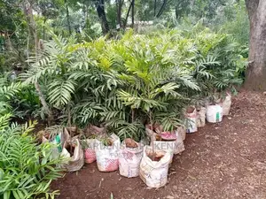 Thika Palm Trees