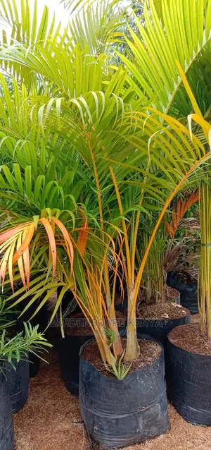 Golden Palm Trees for Landscaping