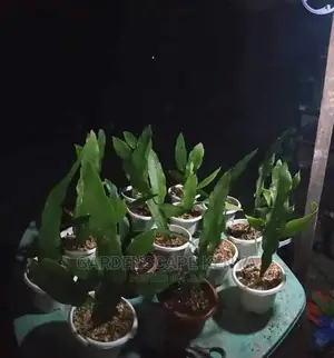 Queen of the Night Plants