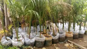 Royal Palm Trees for Sale