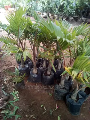 Bottle Palm Trees for Sale