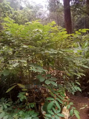Nandi Flame Trees for Sale.