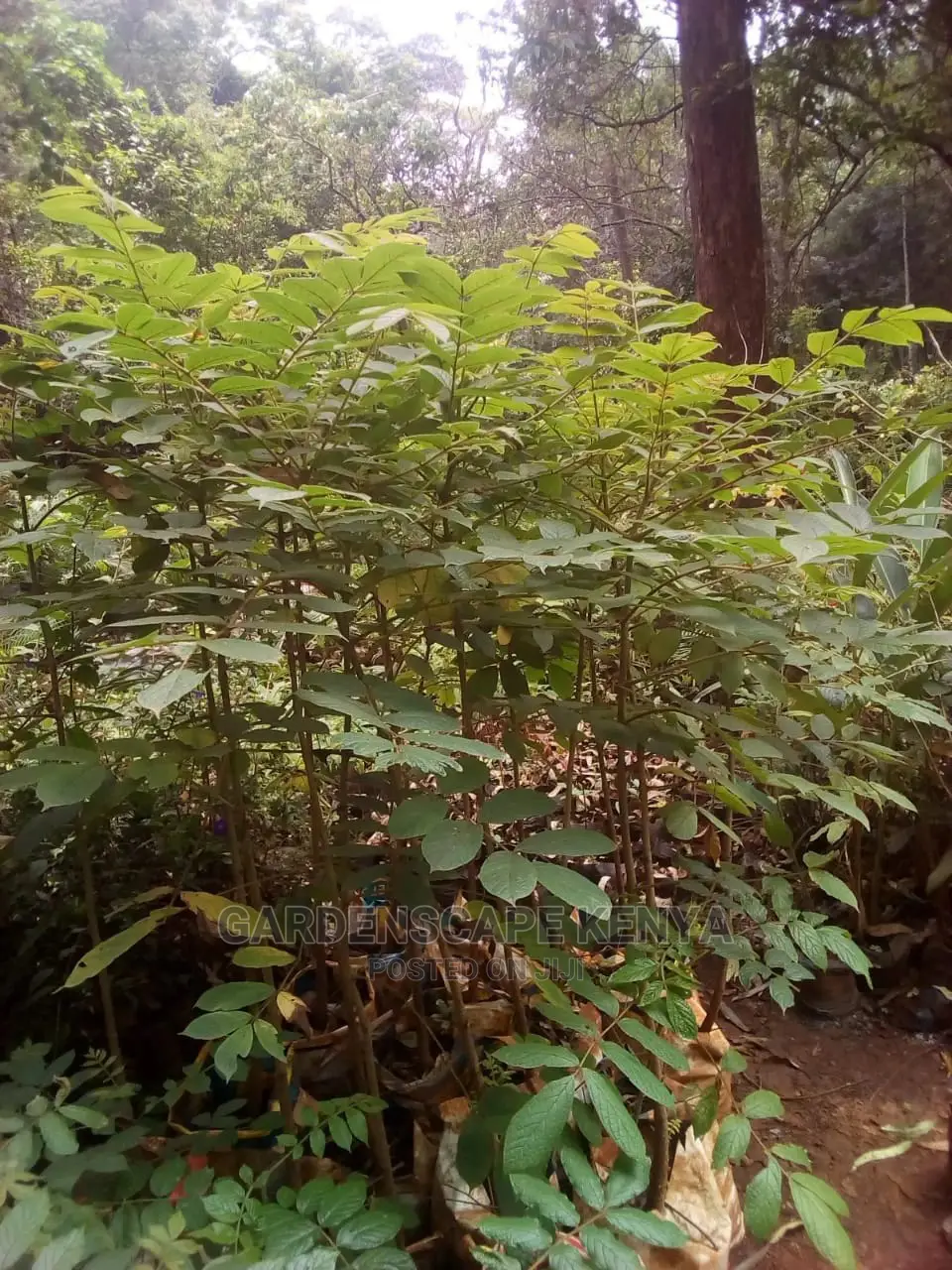 Nandi Flame Trees for Sale.