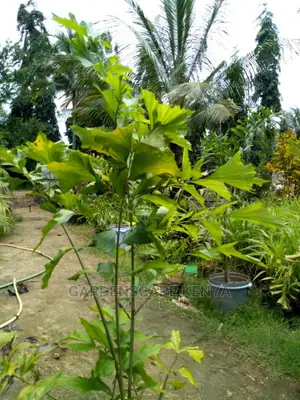 Fish Tail Palm Trees