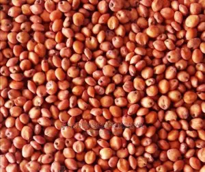 Hybrid Sudan Grass Seeds for Sale Per Kg