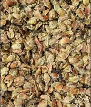 Seeds for Kei Apple on Sale