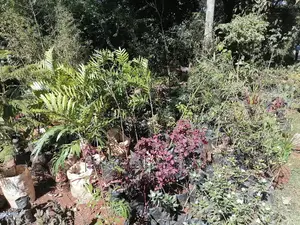 Trees, Flowers and Lawn Grass for Sale
