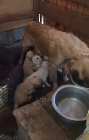 0-1 Month Female Purebred Golden Retriever
