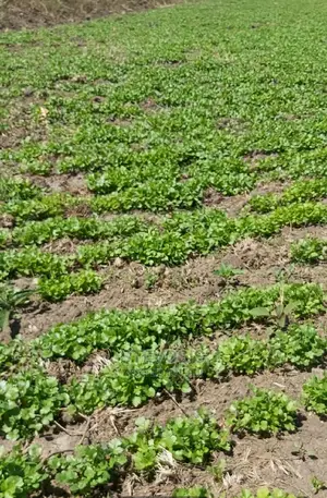 50 X 365 Land for Sale