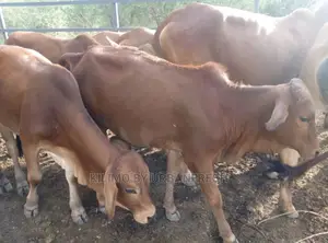 Sahiwal Cows