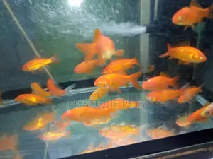 Ornametal Fish