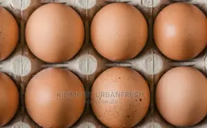 Fertilized Eggs : Turkey / Ducks /Improved Kienyeji Chicken.