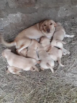 1-3 month Female Purebred Labrador Retriever