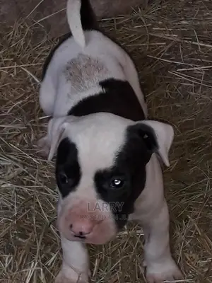 0-1 Month Male Purebred American Pit Bull Terrier