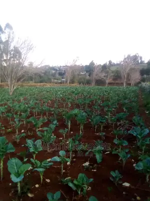 50 by 100 Murengeti, Limuru