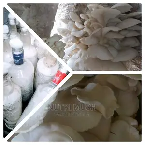 Oyster Spawn/ Seeds