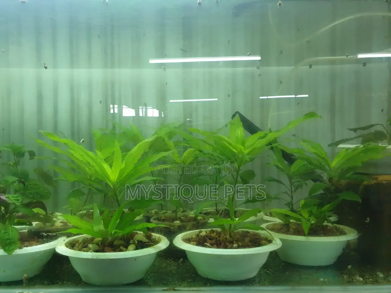 Live Aquarium Plants