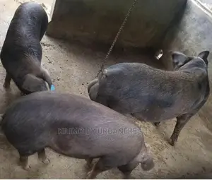 Pure Duroc Piglets Pigs.