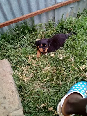 1-3 Month Female Purebred Rottweiler