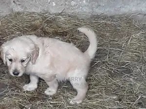 1-3 Month Female Purebred Golden Retriever