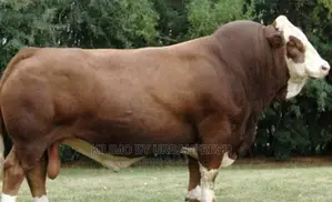 Feedlot Training , Advisory Consultancy Available