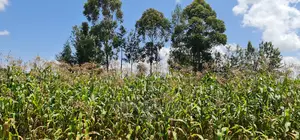 1⁄8 Plot for Sale in Kimumu Eldoret