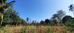 50/100 Plots on Sale at Mtwapa Behind Kari.