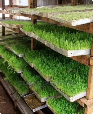 Hydroponic Fodder Production Unit Setup