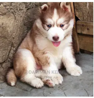 1-3 Month Male Purebred Siberian Husky
