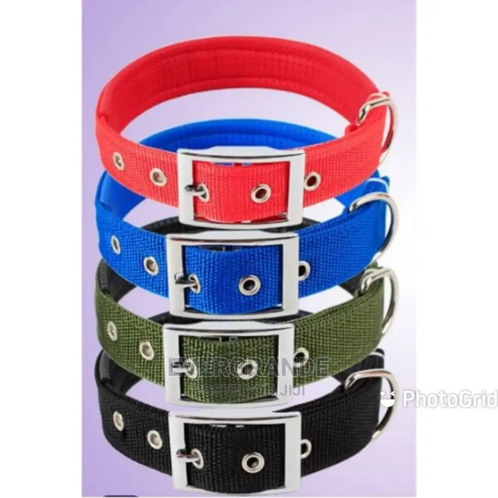 Dog Collar Available