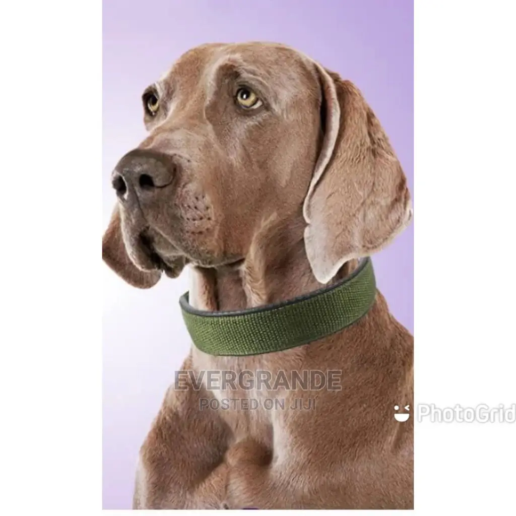 All Colours Dog Collar