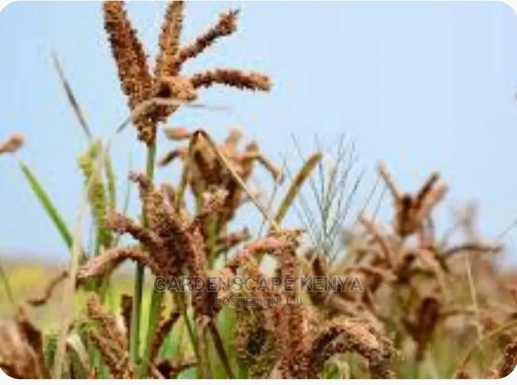 Finger Millet Seeds Per Kg