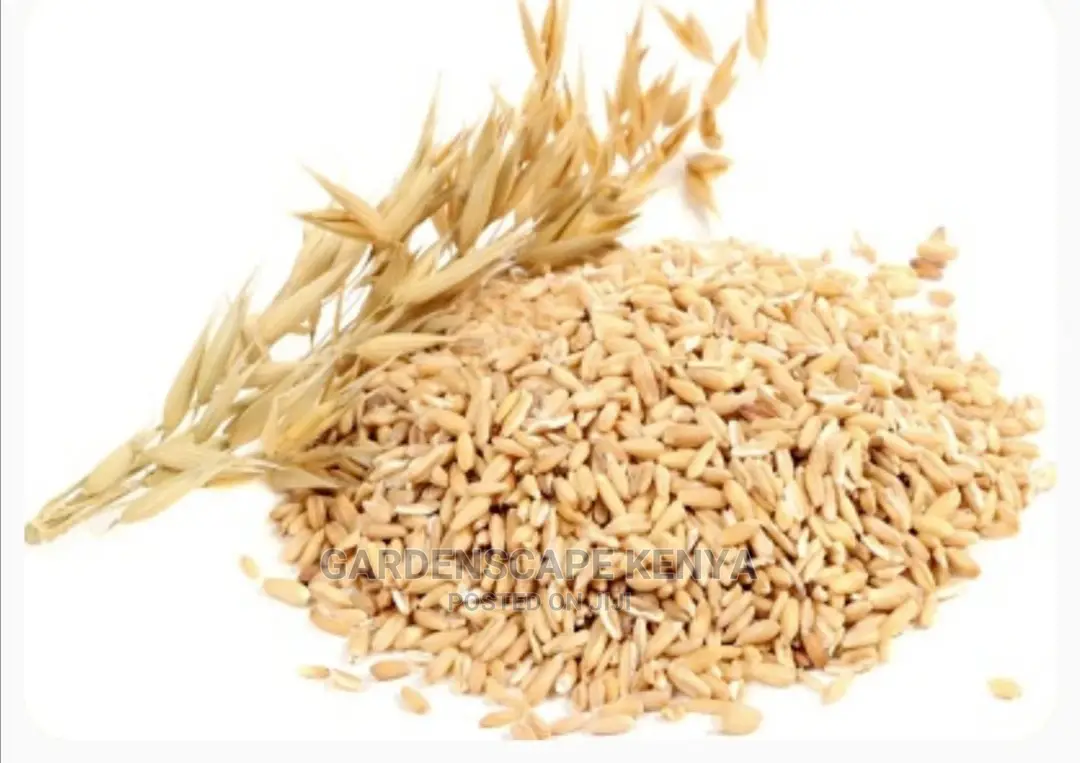 Oats Seeds Per Kg