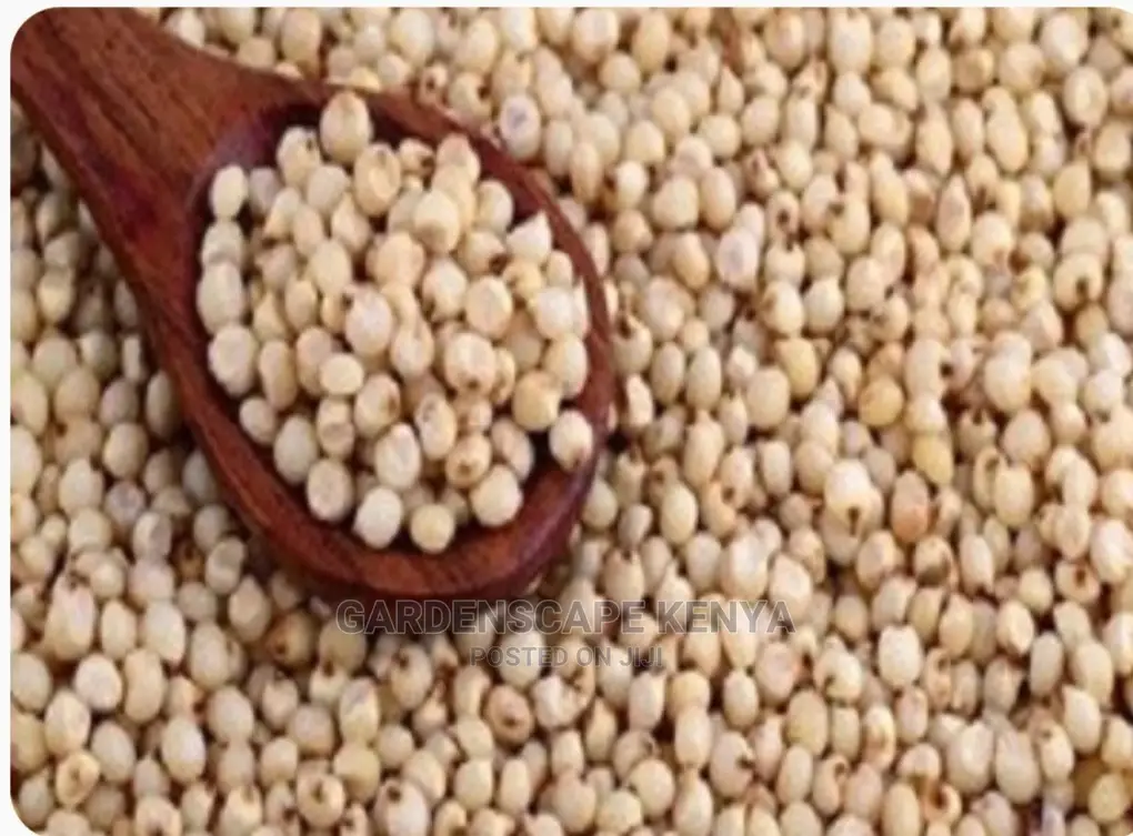 Gadam Sorghum Seeds Per Kg