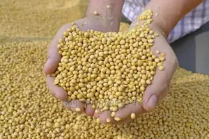 Soy Beans Per Kg