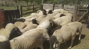 Dorper Sheep Available Lambs ,Ewes Rams