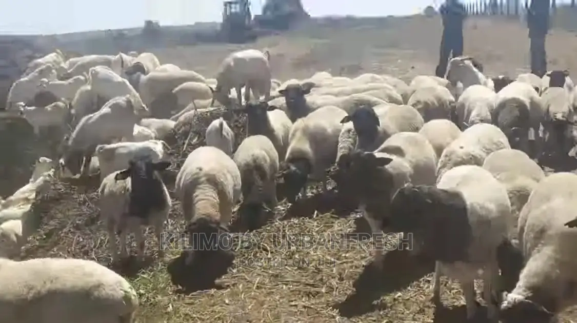 Dorper Sheep Available Lambs ,Ewes Rams