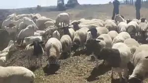 Dorper Sheep Available Lambs ,Ewes Rams