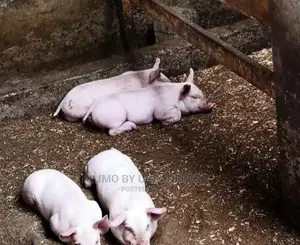 Maxgro Pigs Fastest Growing Pigs