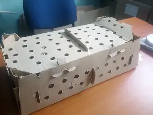 Chicks Carton Boxes