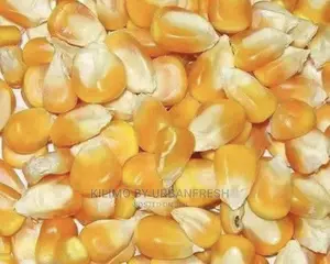 Yellow Maize Seeds 20kgs Quote. Grade 1 for Silage