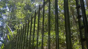 Modern Homes Palisade Fences