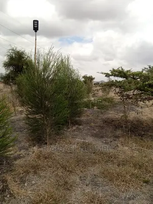 Maanzoni Ranch