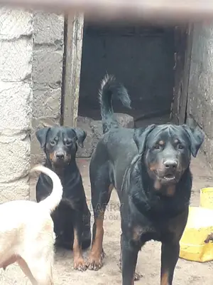 0-1 Month Male Purebred Rottweiler