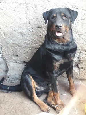 3-6 Month Male Purebred Rottweiler